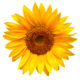 Sonnenblume Dreieich